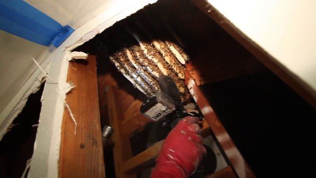 Un apiculteur retire un essaim de 50000 abeilles du mur d'un appartement