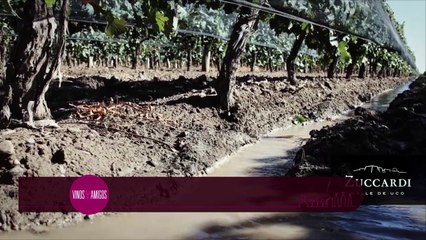 Vinos y Amigos Programa 200 Bloque 1