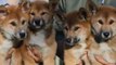 'Jurassic' Dingo Puppies Named After Significantly Less Cute Dinosaurs