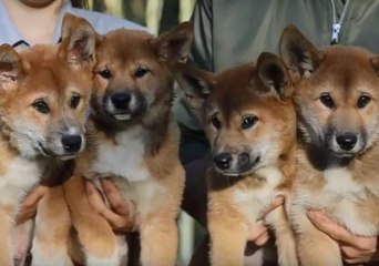 'Jurassic' Dingo Puppies Named After Significantly Less Cute Dinosaurs