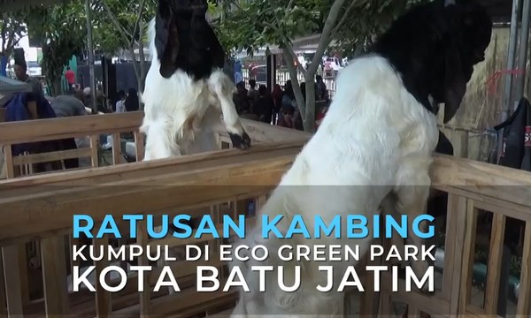 Ratusan Kambing Kumpul di Eco Green Park Kota Batu Jatim