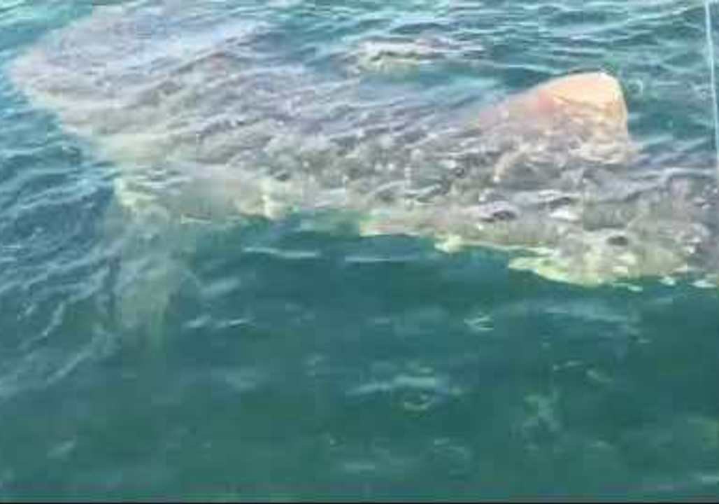 Fisherman Encounters Whale Shark Off Rosemary Beach, Florida video