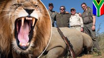 動物保護区に侵入のサイ密猟グループ ライオンの餌食に - トモニュース