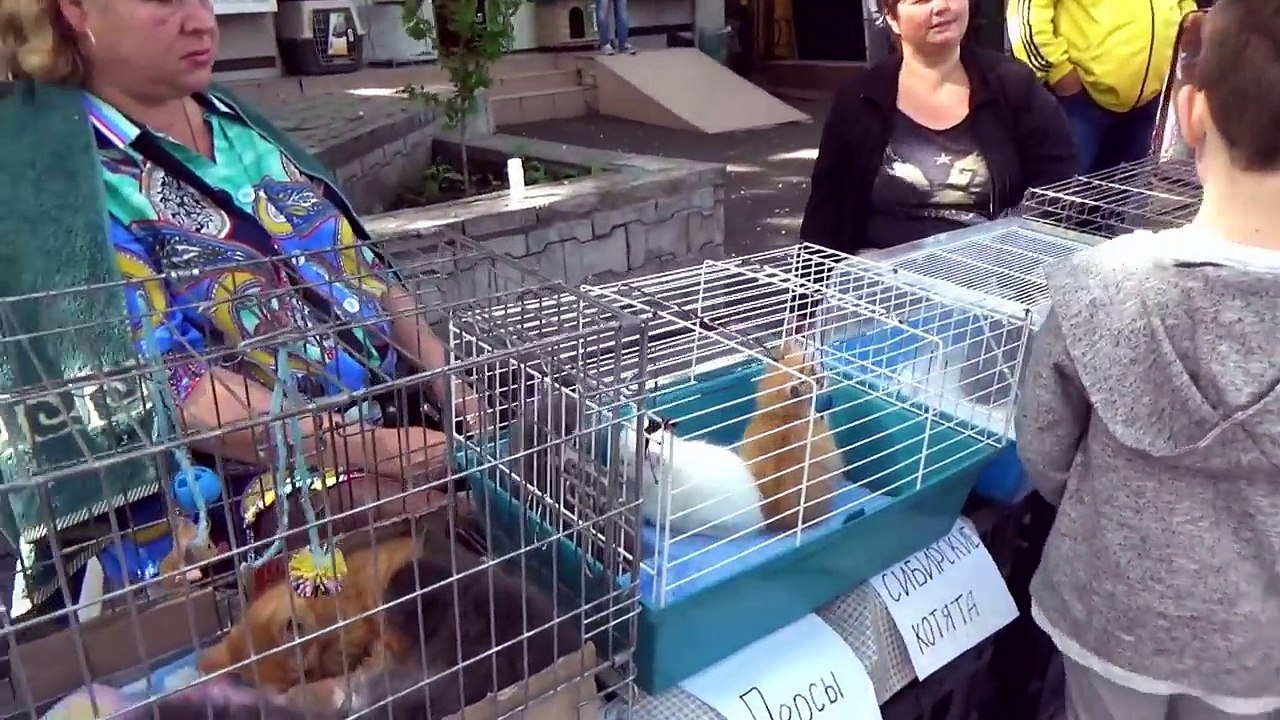 Кошечка Мурка покупаем питомца Максу  Мистер Макс & Мисс Катя (новый выпуск 04.11.2016)