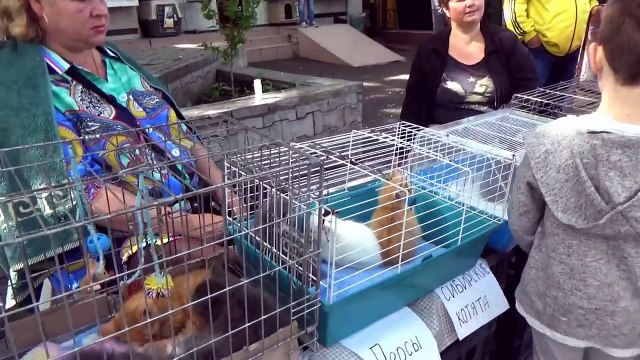 Кошечка Мурка покупаем питомца Максу Мистер Макс & Мисс Катя (новый выпуск 04.11.2016)