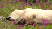 BBC Documentary 2018 | Polar Bears Are Fighting For Survival Part 2