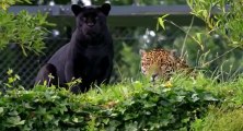 The Secret Life of the Zoo S03 - Ep07  7 HD Watch