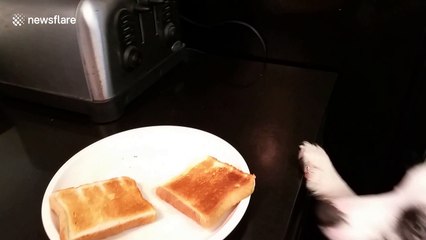 Adorable dog helps owner make breakfast