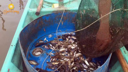 Tá Hoả Khi Anh Ấy Phát Hiện Con Vật Trong Dến Mùa Nước Nổi