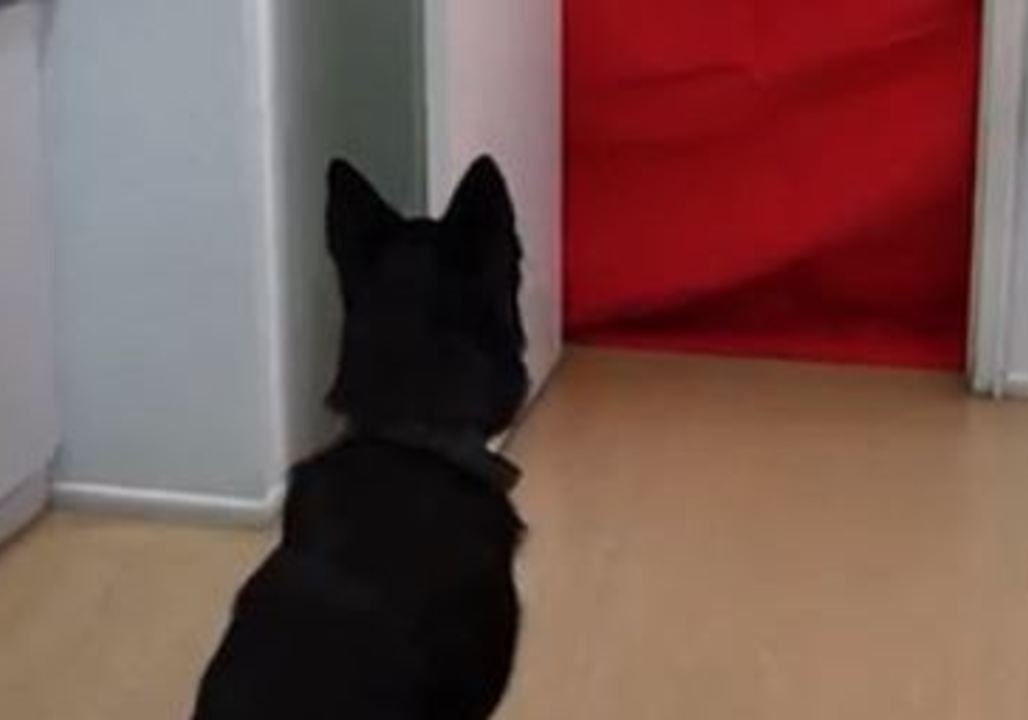 New South Wales Police Doggos Bamboozled by 'Fluff Challenge'