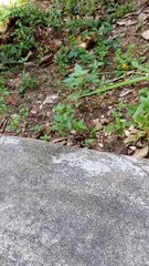 please tell me, what is this? Is it animal or is it plant?