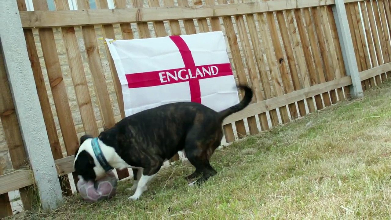 It's Coming Home (pet version)