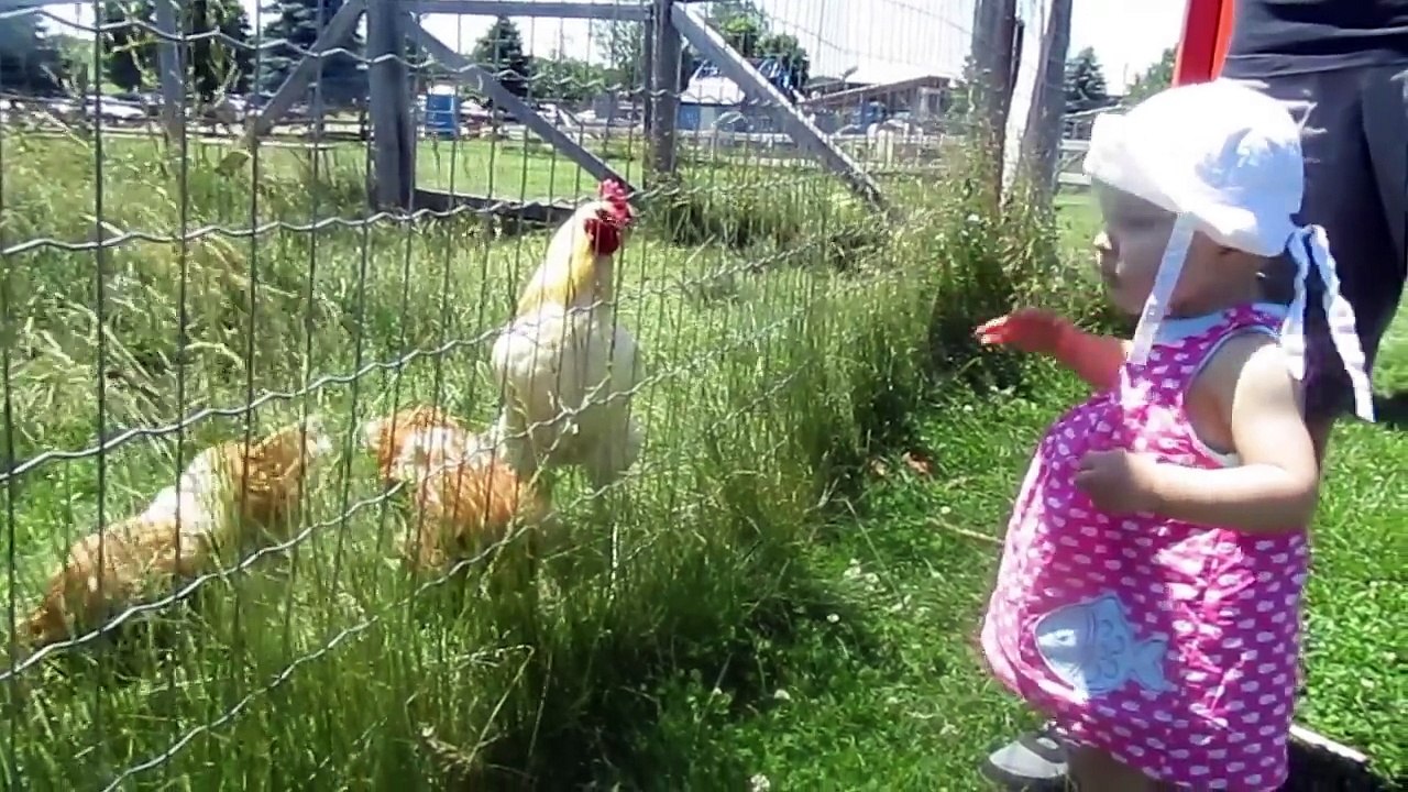 FUNNY DOG TEASING CHICKEN IN GARDEN | Funny Pets Compilation