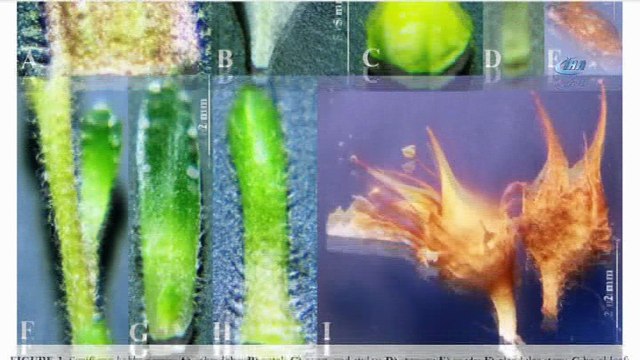 Cilo Dağları’nda yeni bir bitki türü keşfedildi