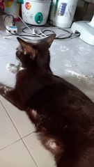 Cat Covered in Flour