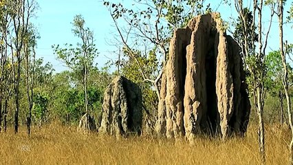 Termites | Nature - Planet Doc Full Documentaries