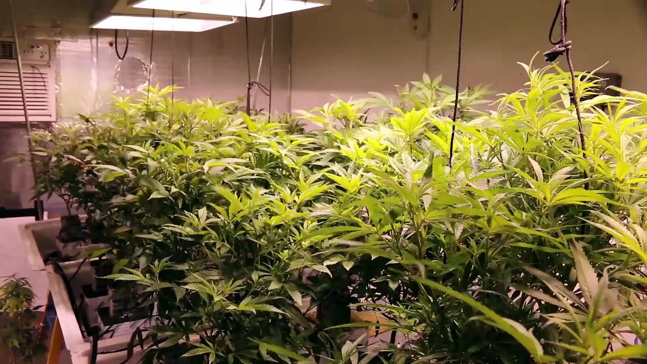 Cannabis Garden Tour Room Tour Week 1 Flower Marijuana Room Tour Flowering Weed