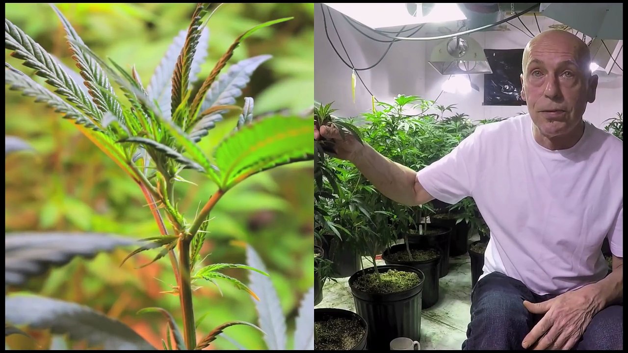 The Five Stages Of Plant Growth