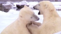 BBC Documentary 2018 | Polar Bears Are Fighting For Survival Part 3