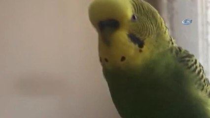 Çapkın', Başkanlık Sistemine Ayak Uydurdu