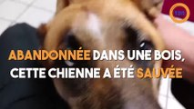 Une chienne sauvée dans un bois