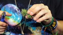 Harvesting Cannabis NYCD Autoflower Crop King Seeds