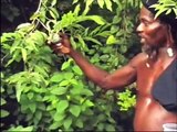 Jamaican Jungle