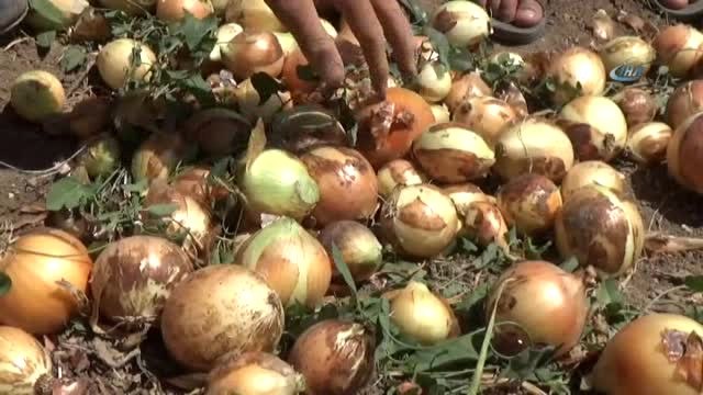 Kilosu 6 Liraya Kadar Yükselen Soğan Tarlada 2- 2.5 TL Arasında