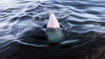 Juvenile minke whale puts on show for tourists off California coast