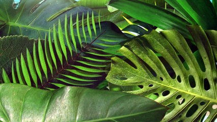 "즐거운 여름 K STAR와 함께" K STAR 여름 ID