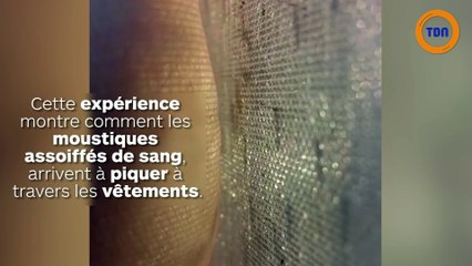 Les moustiques piquent à travers les vêtements