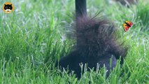 SQUIRREL VIDEO FOR CATS TO WATCH: Black Squirrel and Butterflies.