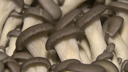 흑타리·잎새...몸에 좋은 버섯도 국내산이 최고! / YTN