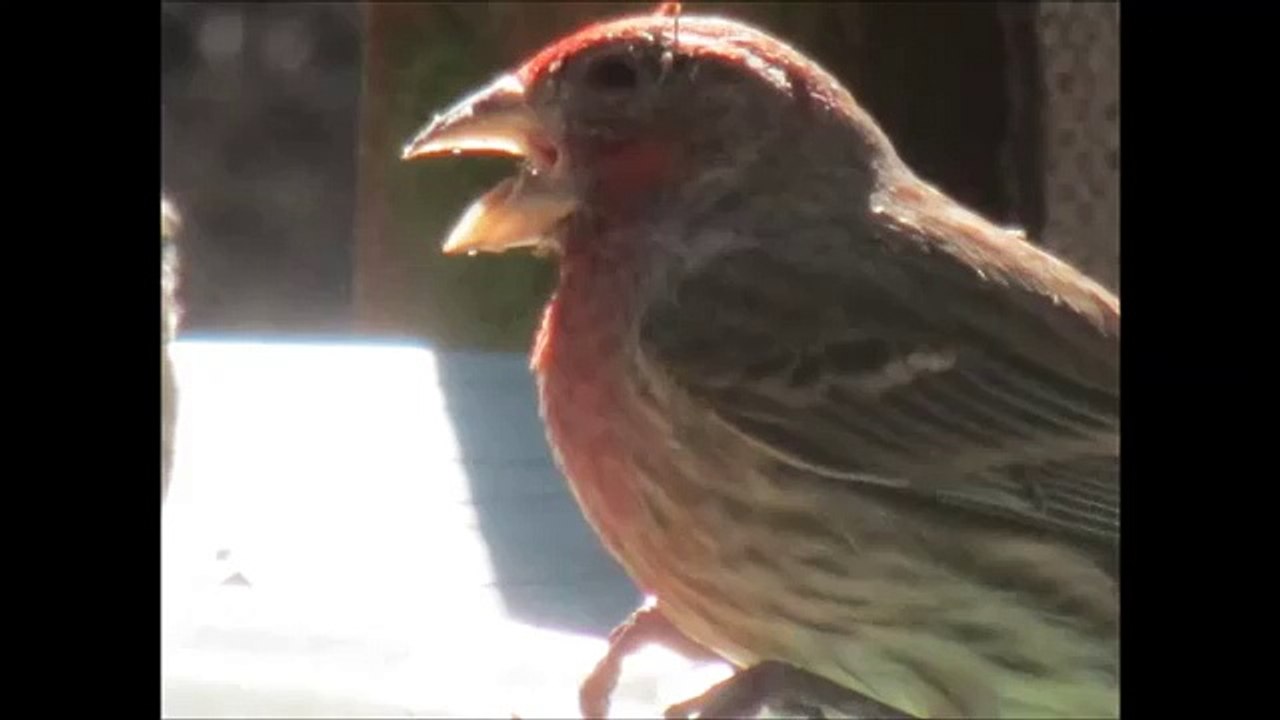 purple finch sound - singing