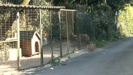 Adnan Oktar’ın kedicikleri gitti, villanın önündeki köpek kaldı