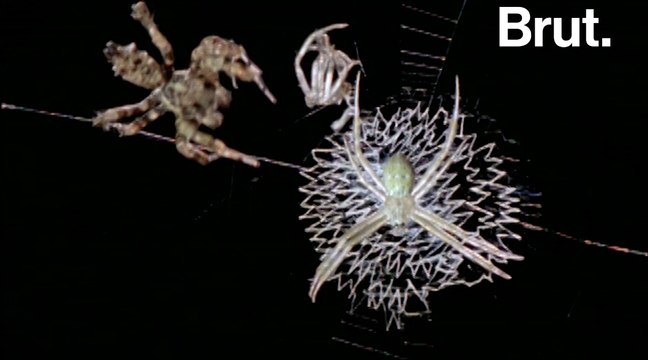 Comment les Portia chassent-elles ?