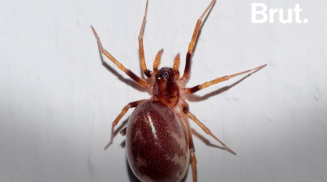 Pourquoi ne faut-il pas tuer les araignées ?