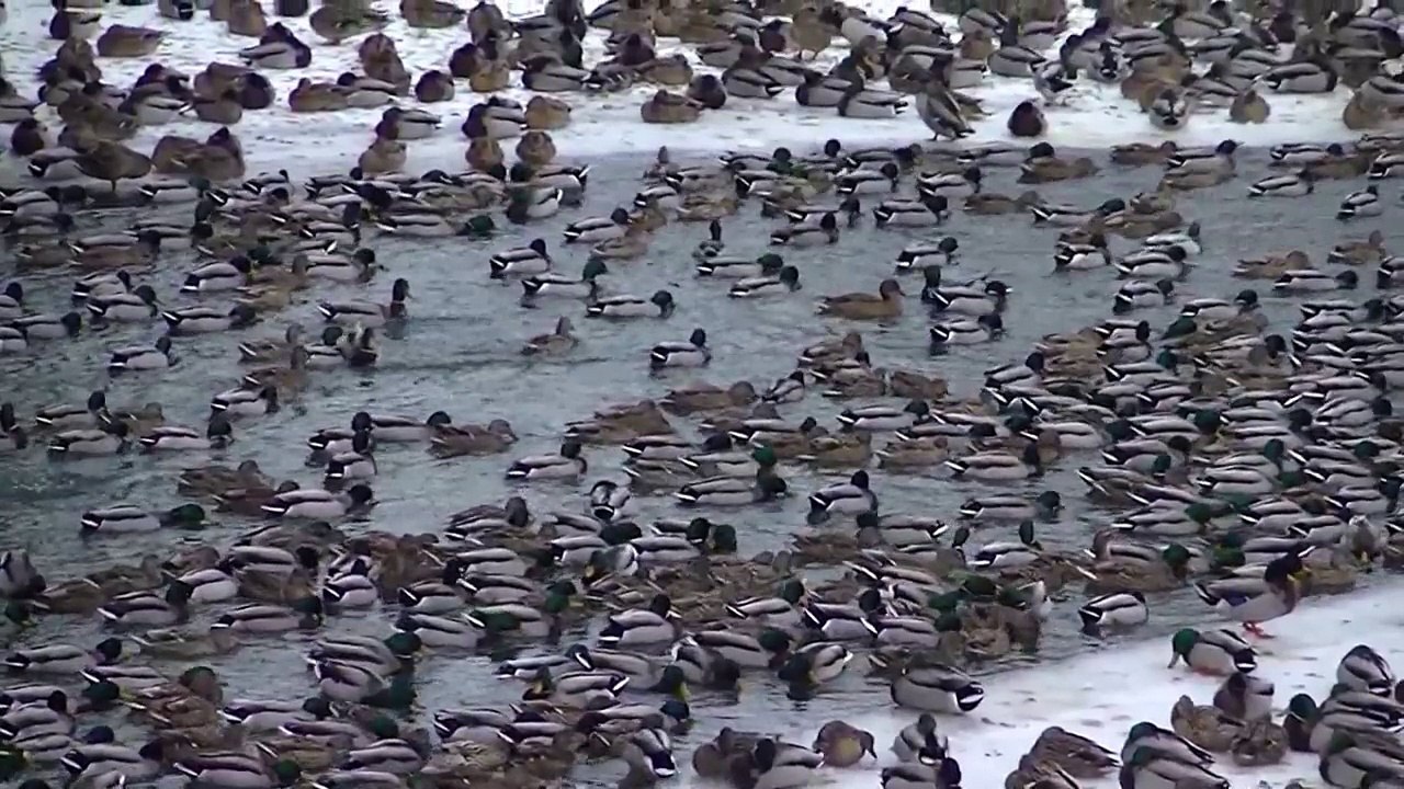 Birds Use Their Sixth Sense to Land on Water