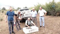 Sarıcakaya'da 200 Keklik Doğaya Salındı