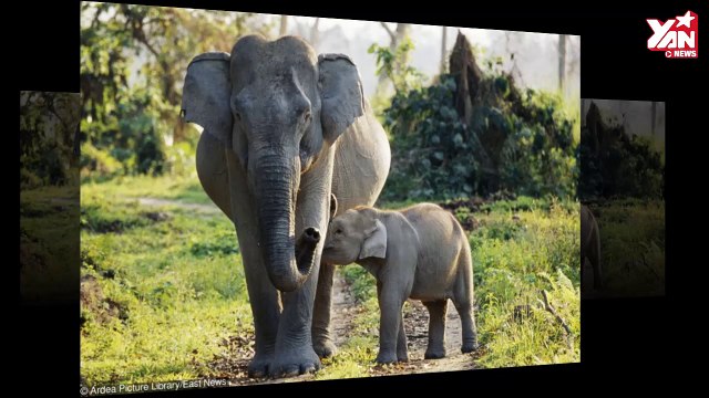 Tan chảy với hình ảnh những bé thú cưng đang chập chững vào đời