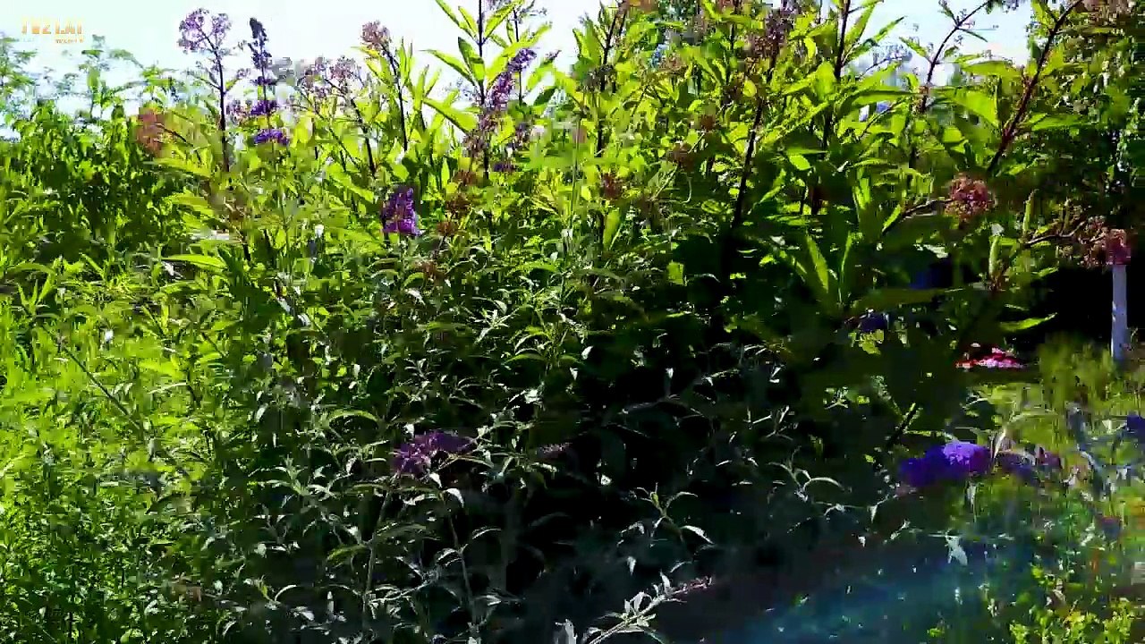 Zeig her deinen Schmetterlingsgarten: Aufruf zu Schmetterlingszählung in Österreichs Gärten. Großes Ochsenauge wieder Platz 1?
