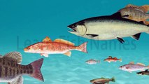 Learn Fish Names with fun, moving cartoon fish for kids