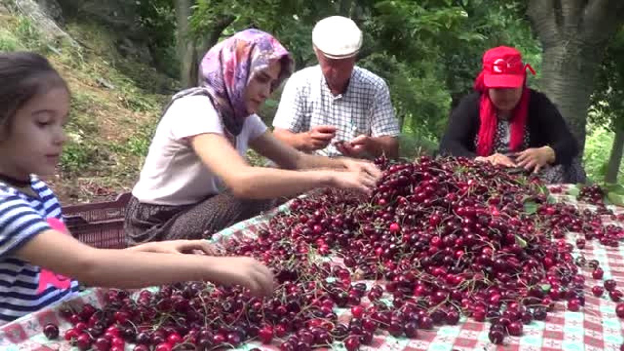 Kahramanmaraş Türkiye'nin Son Kirazlarının Hasadına Başlandı Hd3