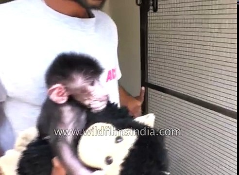 Adorable baby Baboon cuddles a toy for comfort in India