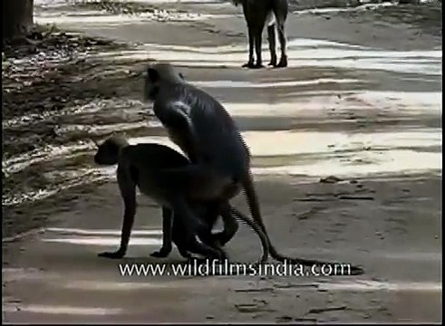 Langurs mating