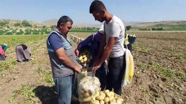 Patates fiyatına 'yazlık hasat' freni - NEVŞEHİR/NİĞDE