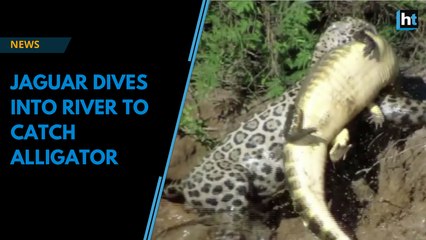 Jaguar Dives into River to Catch Alligator