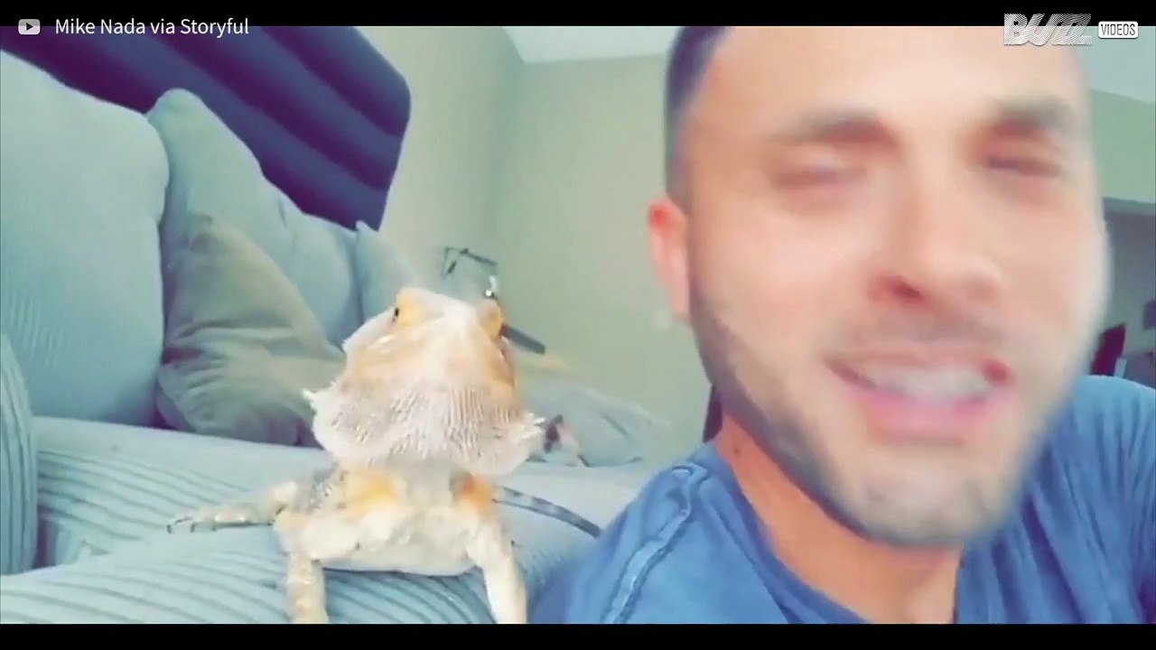 Dragón barbudo mueve la cabeza a ritmo de Drake