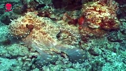 Πιο γνωστό πλάσμα του βυθού πιθανολογείται να έχει....εξωγήινες ρίζες???!!Τρελή,ανατρεπτική θεωρία υποστηρίζεται από 33 επιστήμονες παγκοσμίως!!!