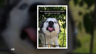 The Most Hilarious Posts About Huskies Ever